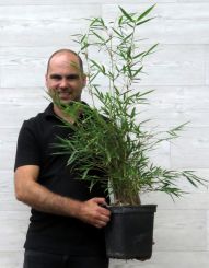 Fargesia robusta Campbell 80-100cm in 5 liter pot