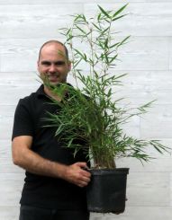 Fargesia robusta Campbell 150-200cm in 5 liter pot