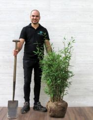 Fargesia Winter Joy 225-250cm met kluit