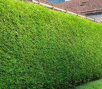 Conifeer lichtgroen Thuja Brabant hoogte 2,5 meter