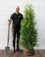 Thuja Brabant 175-200cm