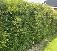 Fargesia robusta Campbell 250-275cm Solitair 80-100cm breed