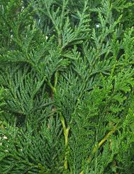 Donkergroene Thuja 300-350cm met kluit