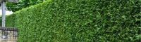 Donkergroene Thuja 125-150cm - kluit