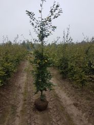 Groene Beuk 175-200cm