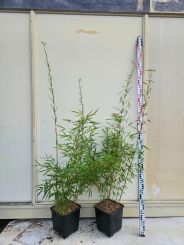 Fargesia robusta 'Campbell' 100-125cm C10