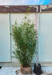 Fargesia robusta Campbell 150-175cm met kluit