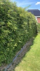 Fargesia Robusta Campbell 150-175cm - pot 15L