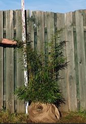 Fargesia Robusta Campbell 100-125cm met kluit