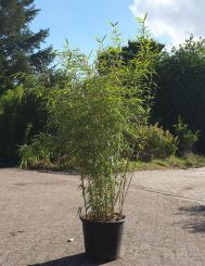 Fargesia Robusta Campbell 125-150cm in 10 liter pot
