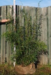 Fargesia robusta Campbell 125-150cm met kluit