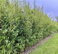 Fargesia 'Winter Joy'