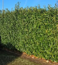 Laurier Genolia 225-250cm - kluit