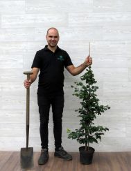 Groene Beuk 100-125cm (5 ltr pot) 