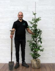 Groene Beuk 125-150cm