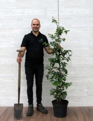 Groene Beuk 125-150cm (5 ltr pot) 