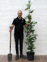 Groene Beuk 150-175cm (5 ltr pot) 