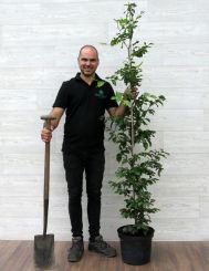 Groene Beuk 175-200cm (7.5 ltr pot) 