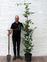 Groene Beuk 180-200cm (12 ltr pot) 