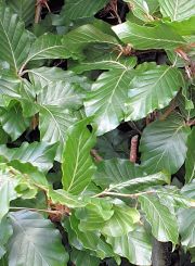 Groene beuk in pot kopen