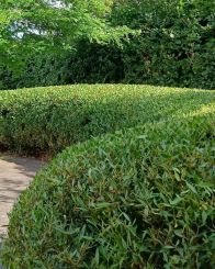 Phillyrea angustifolia