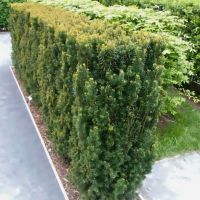 Taxus media 'Hillii'