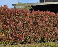 Photinia fraseri 'Red Robin' 275-300cm