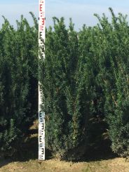 Taxus media 'Hillii' 100-120cm kluit