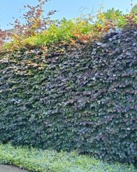 Fagus sylvatica 'atropunicea' 150-175cm