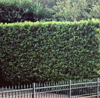 Laurier Caucasica 200-225cm met kluit