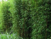 Fargesia Jiuzhaigou 100-150cm in 10 liter pot