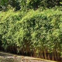 Fargesia Jiuzhaigou 125-150cm met kluit