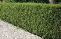 Levensboom conifeer lichtgroen Thuja Brabant