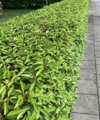 Prunus laurocerasus 'Angustifolia'