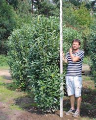 Laurier Elly 200-225cm met kluit