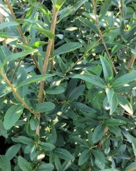 Liguster Atrovirens 180-200cm met kluit