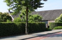 Ligustrum atrovirens