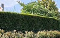 Ligustrum atrovirens