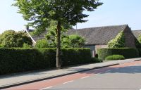 Liguster Atrovirens 125-150cm - kluit