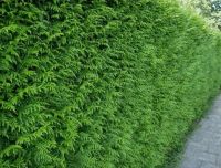 Donkergroene Thuja 180-200cm met kluit