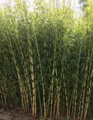 Fargesia robusta Campbell 100-150cm in 5 liter pot