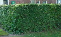 Groene Beuk 125-150cm (5 ltr pot) 