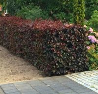 Fagus sylvatica Atropunicea 80-100cm