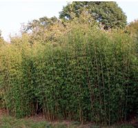 Fargesia Jiuzhaigou 150-175cm