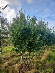 Laurier Novita 300cm Meerstammig Paraplu 4xV