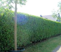 Prunus laurocerasus 'Novita'