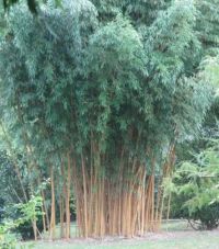 Phyllostachys Aurea 400-450cm - pot 30L (8-10 halmen)