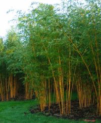 Phyllostachys Aurea 200-250cm - pot 15L (6-10 halmen)