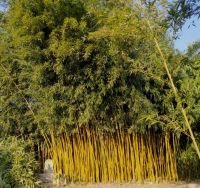 Phyllostachys Aureosulcata 'Spectabilis' 250-300cm - pot 30L (9-12 halmen)