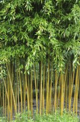 Phyllostachys Aureosulcata 'Spectabilis' 175-200cm - pot 10L (5-7 halmen)